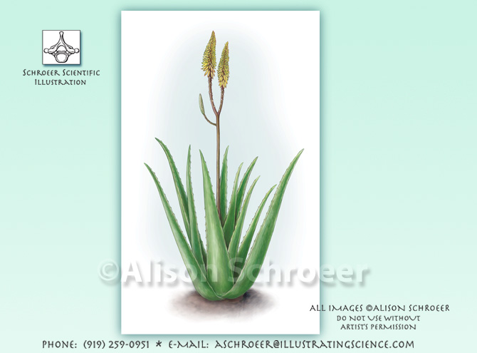 Aloe vera barbadensis illustration