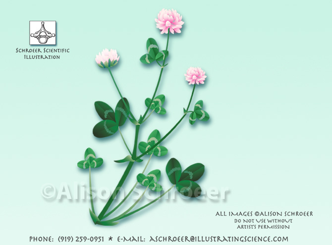 Alsike clover Trifolium hybridum illustration