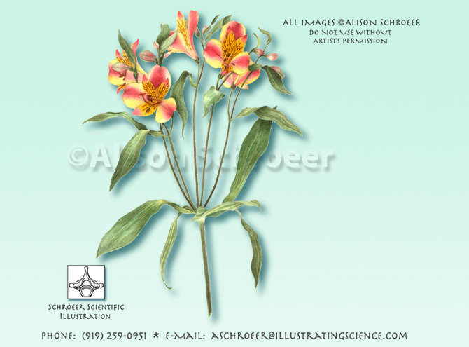 Alstroemeria alstremeria illustration