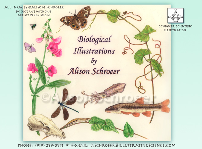 Biological illustrations