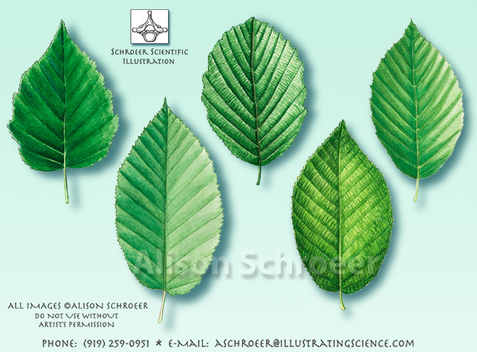 Birch Betulaceae leaf illustration