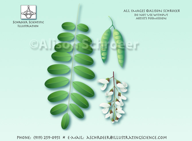 Black locust Robinia pseudoacacia illustration