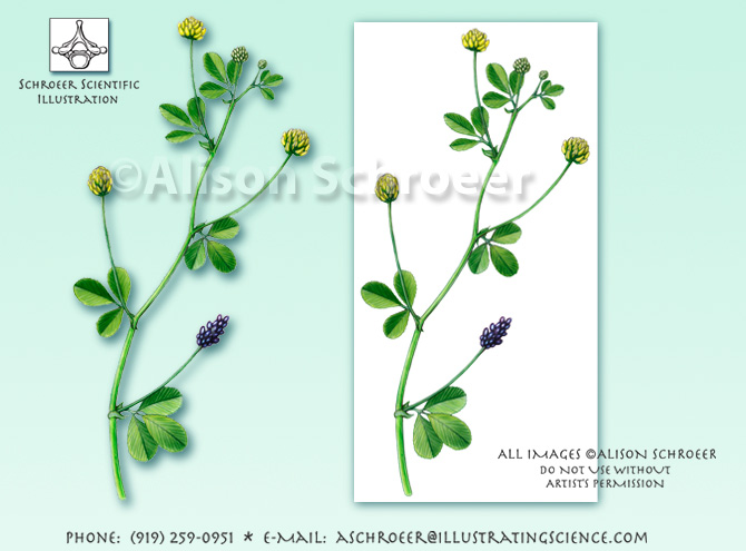 Black medic Medicago lupulina illustration