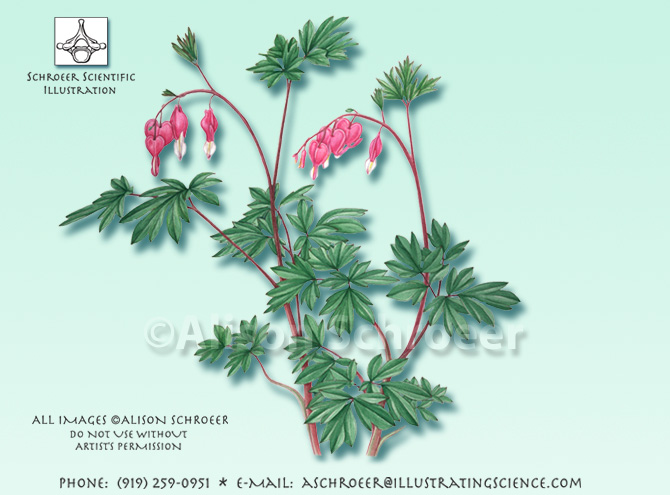 Bleeding hearts Dicentra spectabilis illustration