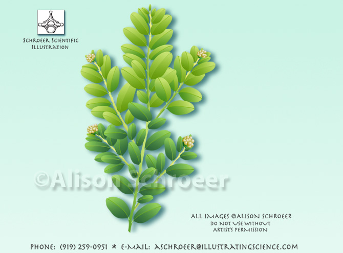 Boxwood Buxus sempervirens illustration