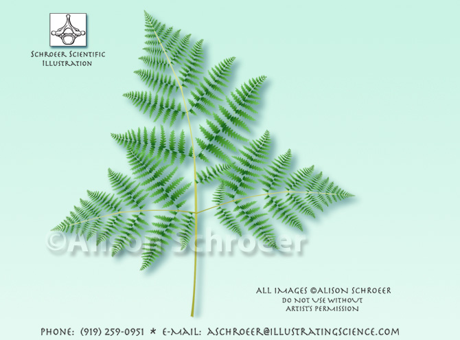 Bracken fern Pteridium illustration