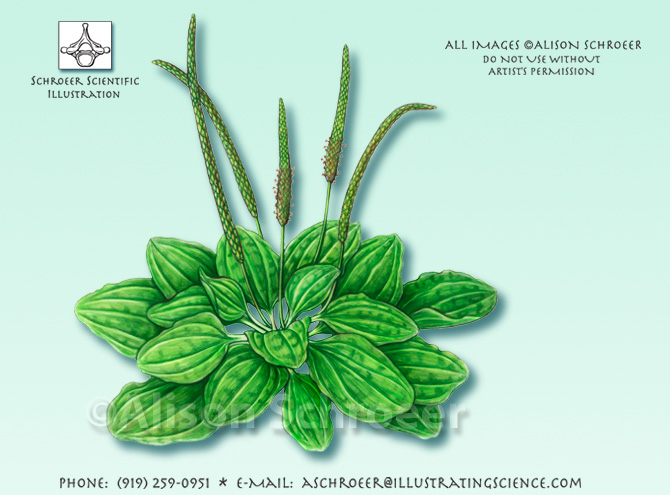 Broadleaf plantain Plantago major illustration