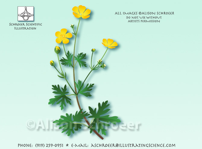 Buttercup Ranunculus illustration