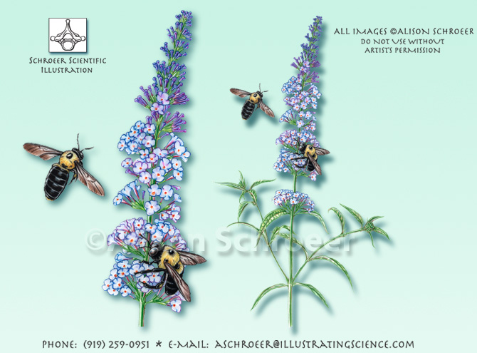 Butterfly bush Buddleia davidii illustration