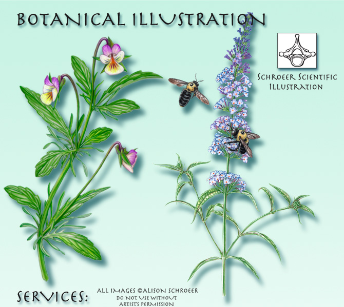 Center Services butterfly bush illustration