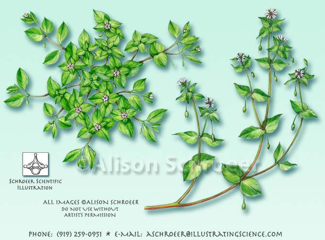 Chickweed Stellaria media illustration
