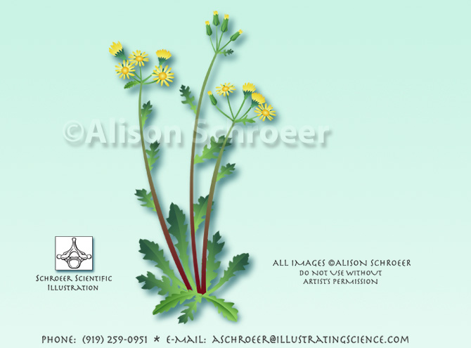 Common groundsel Senecio vulgaris illustration