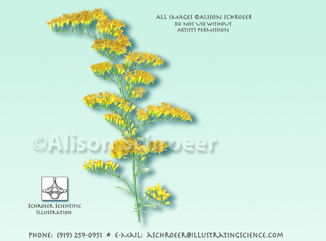 Common ragweed Ambrosia illustration