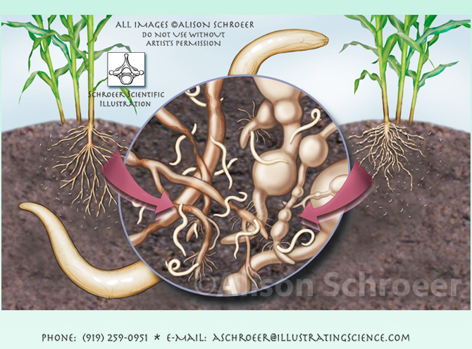 Corn root lesion nematode illustration