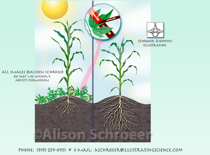 Corn early weed control illustration