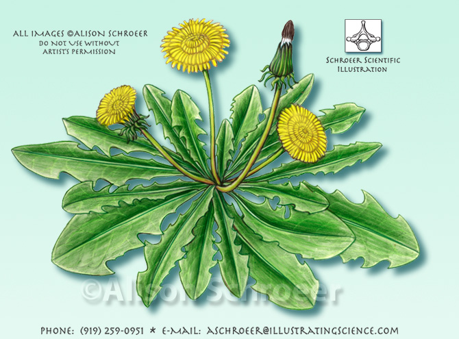 Dandelion Taraxacum officinale illustration
