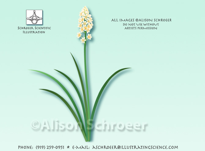 Deathcamas Zigadenus venenosus illustration