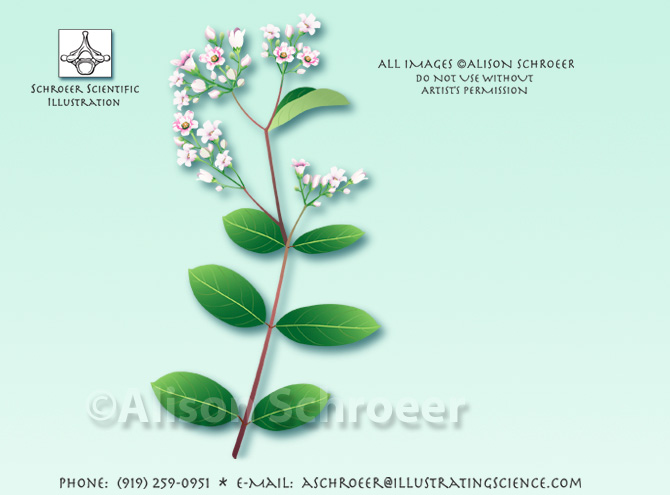 Dogbane Apocynum androsaemifolium illustration