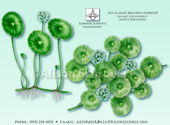 Dollarweed Hydrocotyle umbellata illustration