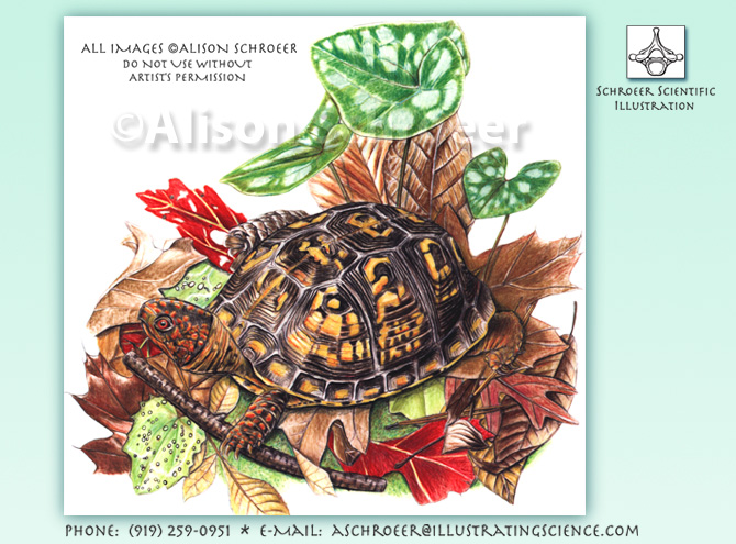Eastern box turtle camouflage
