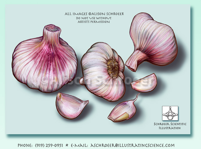 Garlic cloves Allium sativum