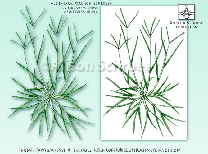 Goosegrass Eleusine indica illustration
