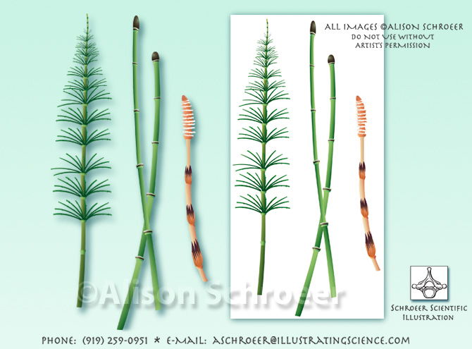 Horsetail Equisetum arvense illustration