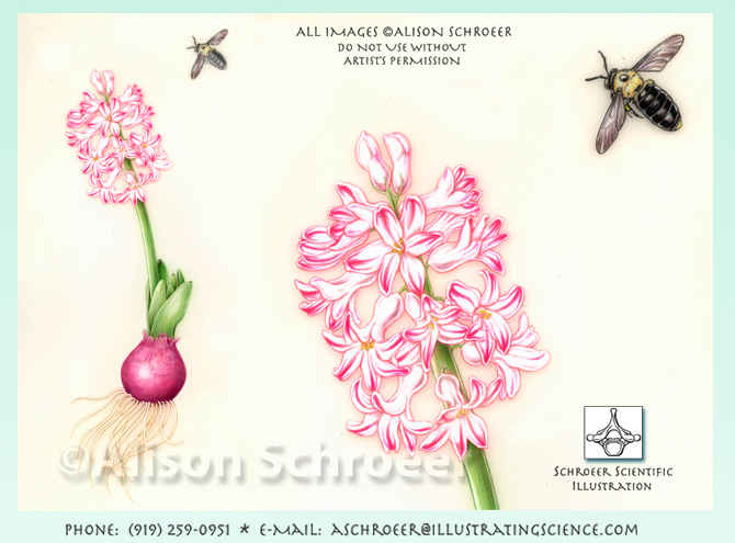 Hyacinth Hyacinthus bee illustration