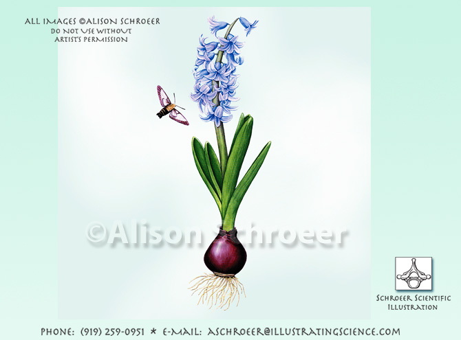 Hyacinth Hyacinthus illustration