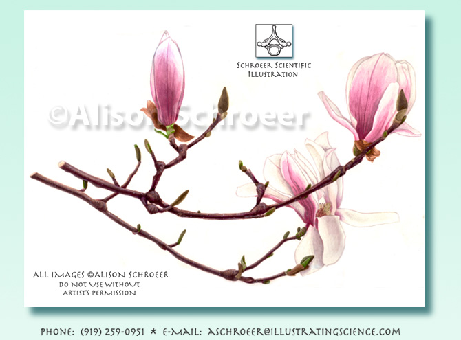 Japanese magnolia Magnolia soulangeana illustration