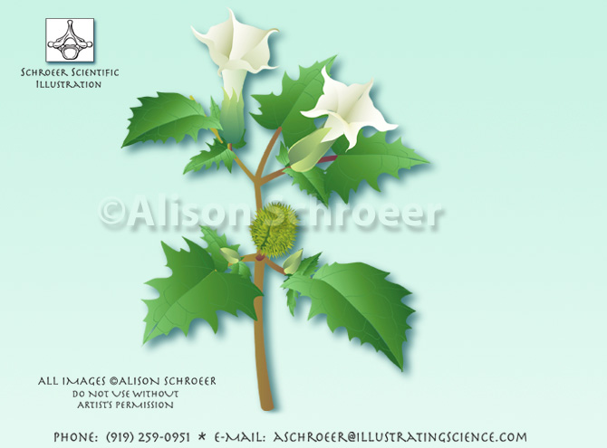 Jimsonweed Datura stramonium illustration