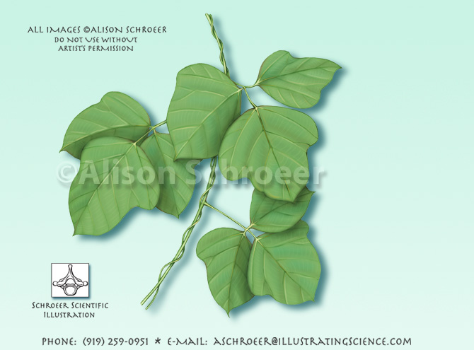 Kudzu Pueraria lobata illustration