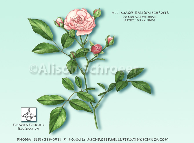 La Marne rose illustration