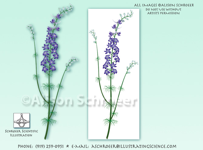 Larkspur Delphinium illustration