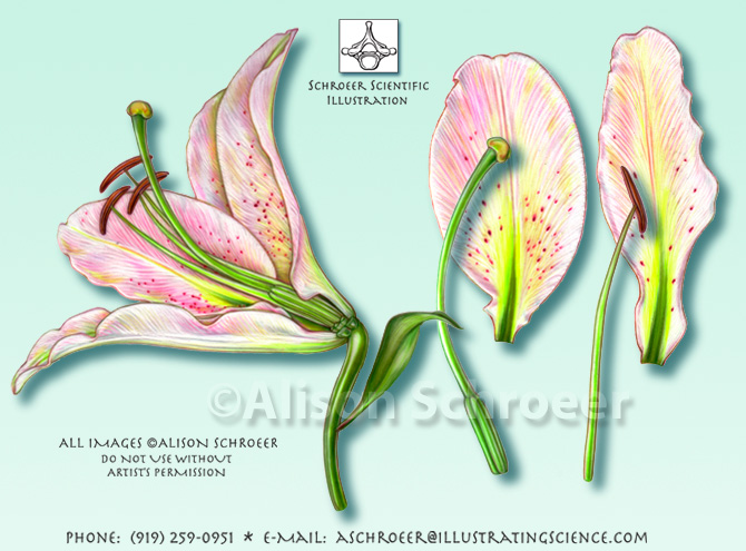 Lilyflowerpartsillustration