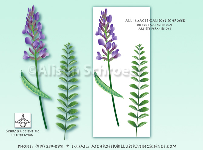 Locoweed Oxytropis lambertii illustration