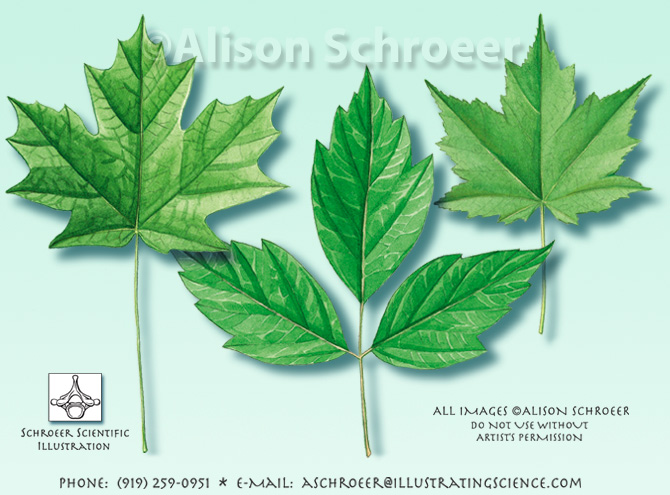 Maple leaf Acer illustration