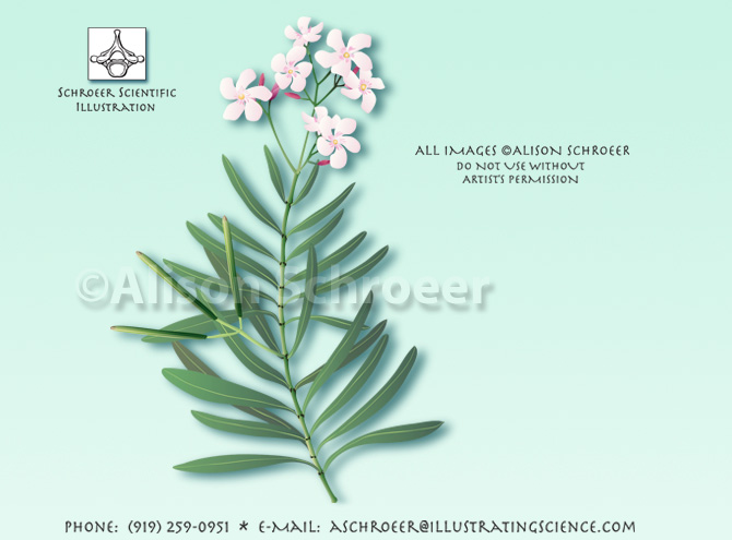Nerium oleander illustration