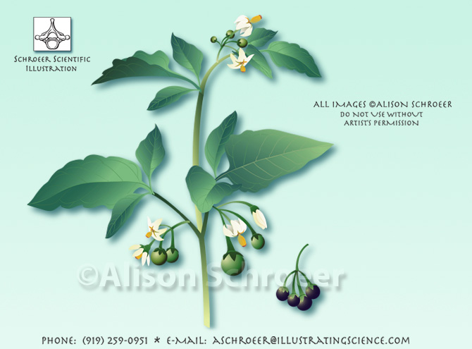 Nightshade Solanum nigrum illustration