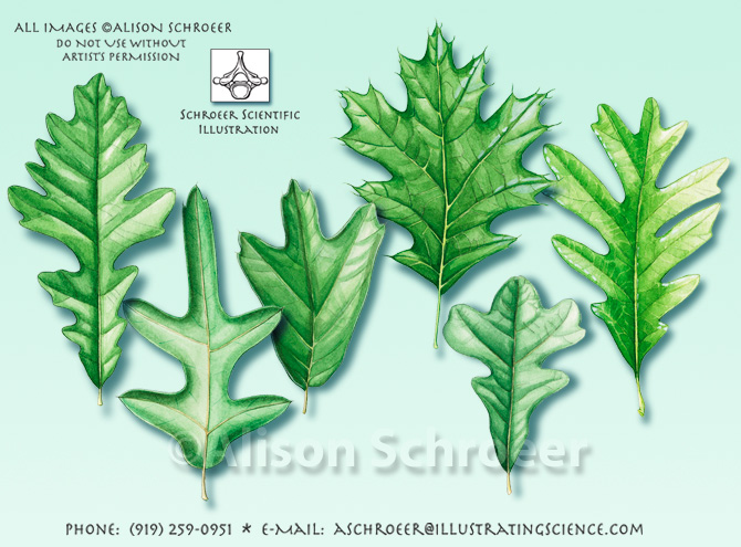 Oak leaf Quercus illustration