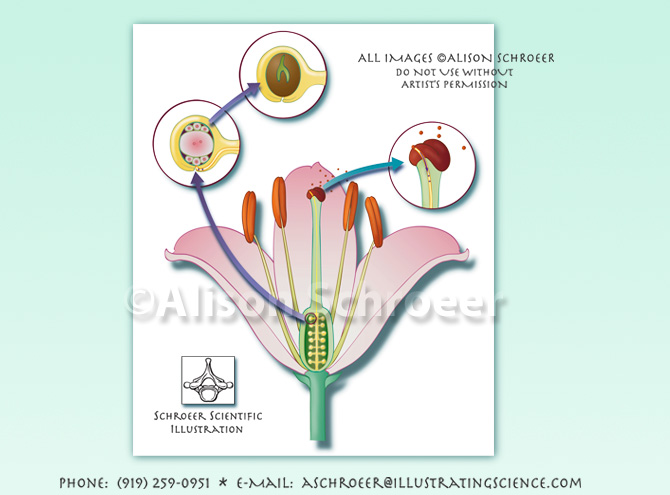 Pollination