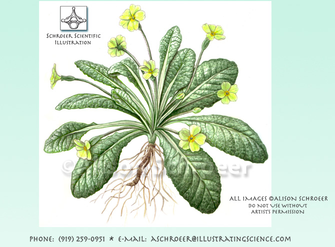 Primrose illustration Primula vulgaris