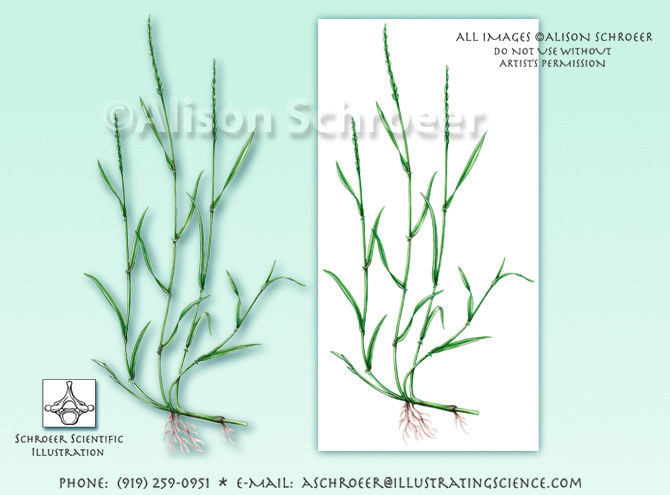 Quackgrass Agropyron repens illustration