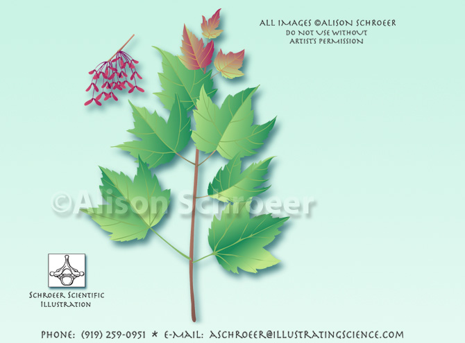 Red maple Acer rubrum illustration