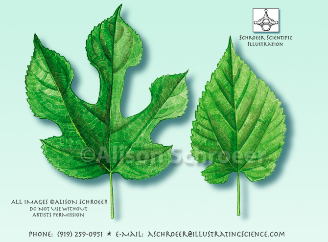 Red mulberry Morus rubra leaf illustration