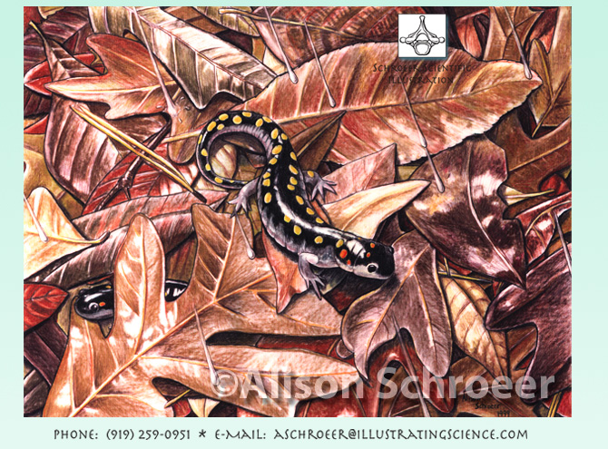 Spotted salamander illustration