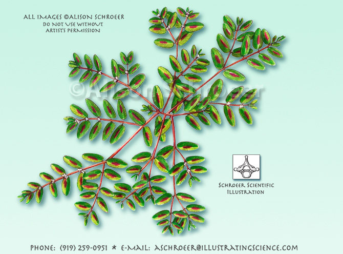 Spotted spurge Euphorbia maculata illustration
