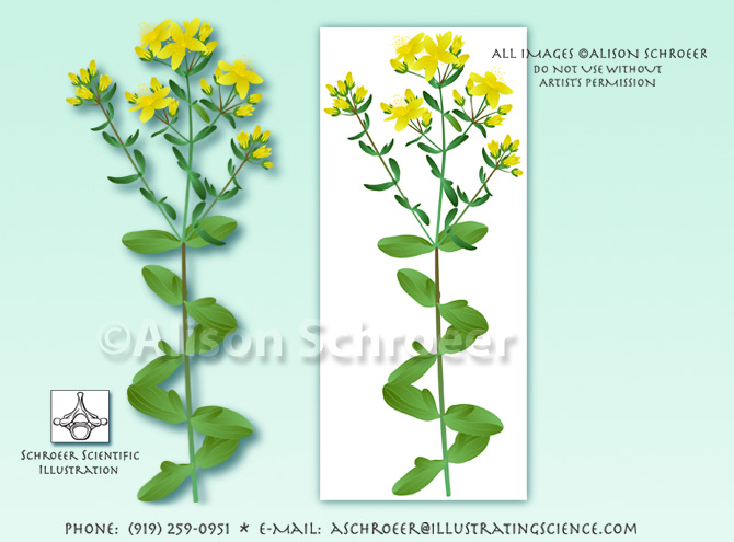 St. John's wort Hypericum perforatum illustration