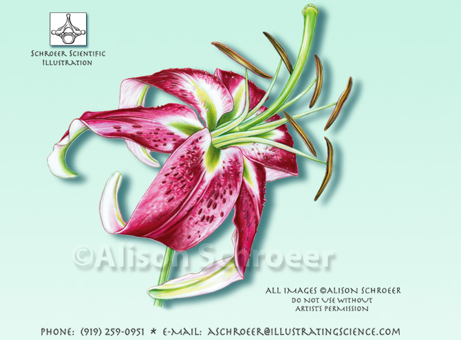 Stargazer lily illustration