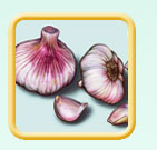 Garlic Allium sativum illustration
